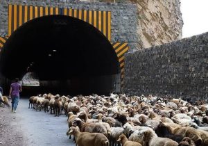 بسته شدن جاده چالوس برای عبور احشام