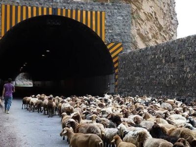 بسته شدن جاده چالوس برای عبور احشام