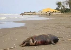 کشف لاشه دو قلاده فوک خزری در سواحل مازندران