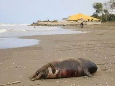 کشف لاشه دو قلاده فوک خزری در سواحل مازندران