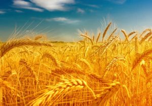 تسویه کامل مطالبات گندمکاران مازندرانی