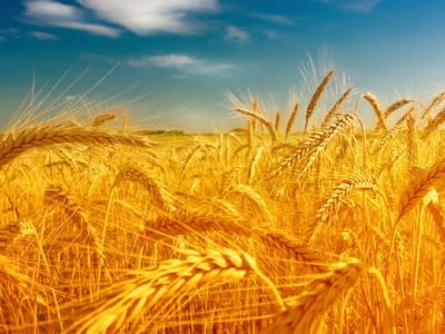 تسویه کامل مطالبات گندمکاران مازندرانی