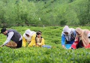 پایان برداشت برگ سبز چای در باغهای شمال کشور