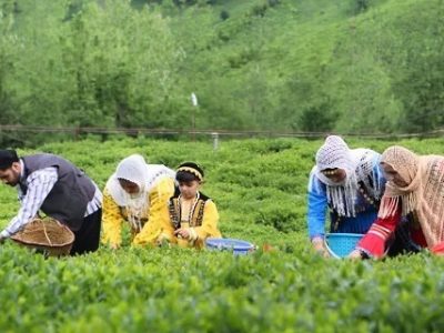 پایان برداشت برگ سبز چای در باغهای شمال کشور