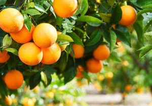 تولید بیش از ۷۰ هزار تُن مرکبات در بابلسر