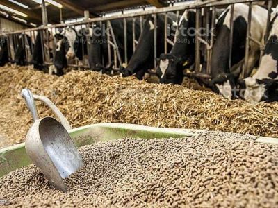 سهمیه ویژه کنسانتره دامی برای روستاها و عشایر کشور