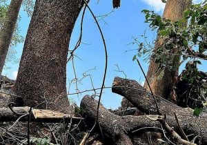 ماجرای قطع درخت فرهنگ ساری چه رازی دارد؟