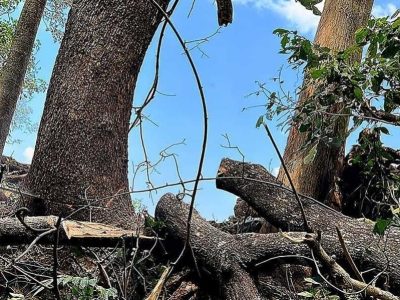 ماجرای قطع درخت فرهنگ ساری چه رازی دارد؟