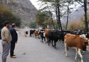 ورود ۵۰ هزار واحد دامی به مراتع چالوس همزمان با آغاز کوچ پاییزه / انسداد دوطرفه جاده چالوس تا ساعت ۲۲ امشب