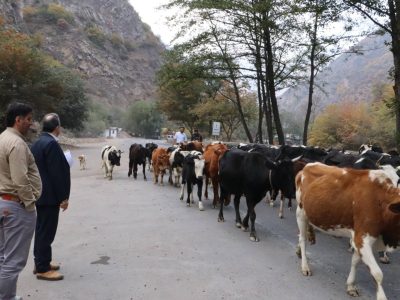 ورود ۵۰ هزار واحد دامی به مراتع چالوس همزمان با آغاز کوچ پاییزه / انسداد دوطرفه جاده چالوس تا ساعت ۲۲ امشب
