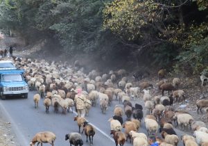 پایان فصل تعلیف در مراتع کوهستانی چالوس / دامداران به مناطق پایین‌دست کوچ کردند