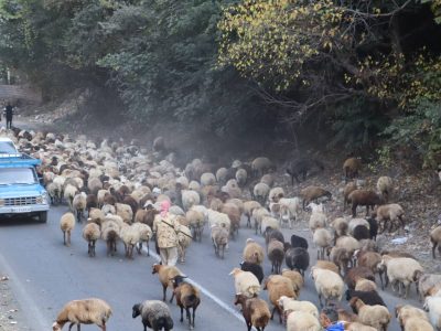 پایان فصل تعلیف در مراتع کوهستانی چالوس / دامداران به مناطق پاییندست کوچ کردند