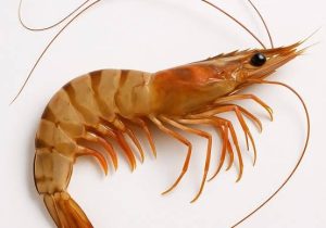 پیشبینی تولید ۵۰ هزار تن میگوی پرورشی در سال ۱۴۰۴