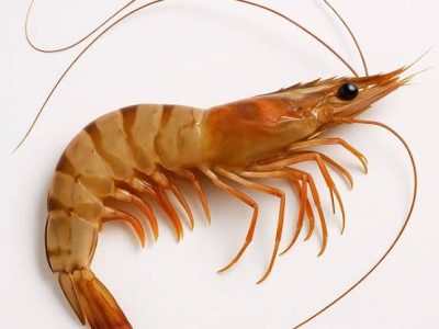 پیشبینی تولید ۵۰ هزار تن میگوی پرورشی در سال ۱۴۰۴