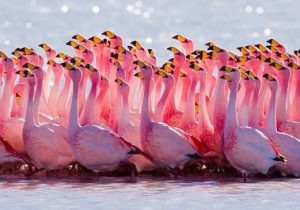کوچ فلامینگوها به تالاب میانکاله