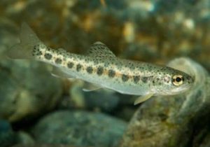 تولید یک میلیون تخم چشمزده قزلآلا در مرکز تحقیقات تنکابن