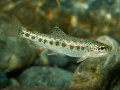 تولید یک میلیون تخم چشمزده قزلآلا در مرکز تحقیقات تنکابن