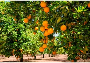 ویلاهای غیرمجاز جای خود را به باغ پرتقال داد