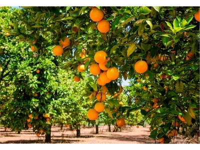 ویلاهای غیرمجاز جای خود را به باغ پرتقال داد