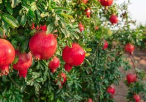 جشنواره‌ای با طعم ترش و شیرین در بهشهر