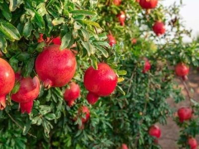 جشنوارهای با طعم ترش و شیرین در بهشهر
