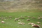 احیای ۲۰ میلیون هکتار از مراتع کشور هدف گذاری شد