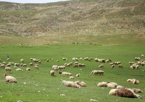 احیای ۲۰ میلیون هکتار از مراتع کشور هدف گذاری شد