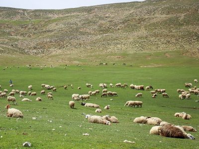احیای ۲۰ میلیون هکتار از مراتع کشور هدف گذاری شد