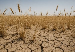 آغاز پرداخت غرامت گندمکاران با واریز ۱۱۰۰ میلیارد تومان