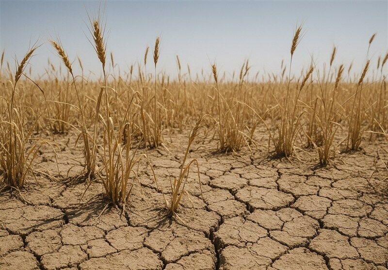 آغاز پرداخت غرامت گندمکاران با واریز ۱۱۰۰ میلیارد تومان آغاز پرداخت غرامت گندمکاران با واریز ۱۱۰۰ میلیارد تومان