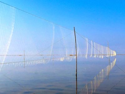 جمع آوری دام‌های هوایی شکار غیرمجاز پرندگان در آستانه اشرفیه