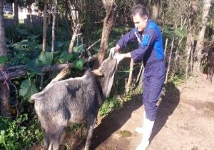 ارائه خدمات رایگان دامپزشکی در فومن