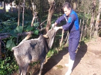 ارائه خدمات رایگان دامپزشکی در فومن