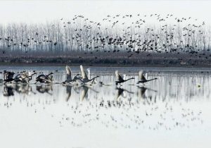 پایش آنفلوآنزای فوق‌حاد پرندگان در تالاب انزلی