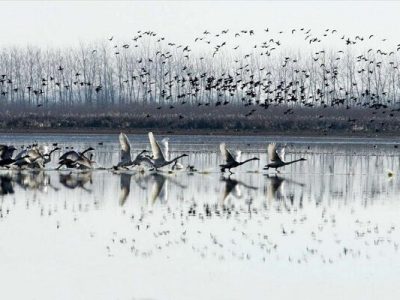 پایش آنفلوآنزای فوقحاد پرندگان در تالاب انزلی