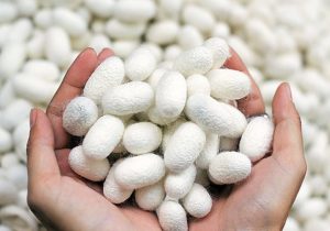 بیش از هزار کیلوگرم پیله‌تر ابریشم، حاصل نوغانداری پاییزه در گیلان