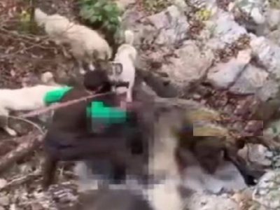 صدور حکم جلب حیوان‌آزار در ماسال