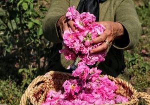 ثبت جشنواره گلاب‌گیری بانه در تقویم ملی کشور