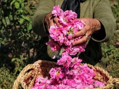 ثبت جشنواره گلاب‌گیری بانه در تقویم ملی کشور