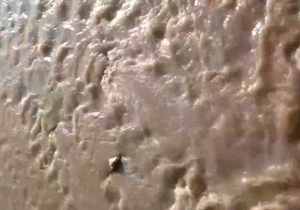 رودخانه چالوس دوباره گل‌آلود شد؛ نگرانی‌ها از تکرار بحران زیستی + فیلم