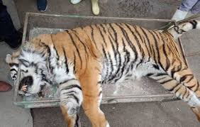 یک قلاده ببر در سافاری حیات وحش الیمالات نور تلف شد