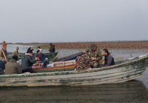 عملیات فوری جمع‌آوری نهال‌های صنوبر خودرو در تالاب بین المللی انزلی آغاز شد