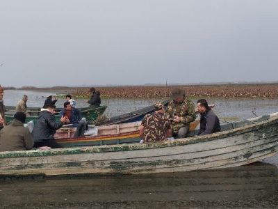 عملیات فوری جمع‌آوری نهال‌های صنوبر خودرو در تالاب بین المللی انزلی آغاز شد