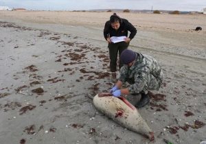 مرگ مرموز فک‌های خزر