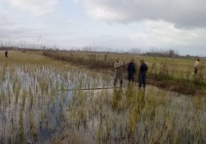 دامهای هوایی در شرق گیلان جمع آوری شد
