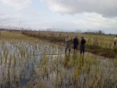 دامهای هوایی در شرق گیلان جمع آوری شد