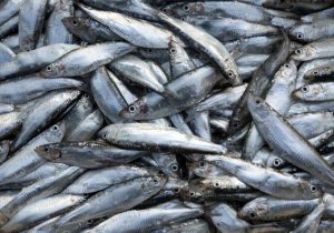 صید کیلکا در گیلان ۳۵ درصد کاهش یافت