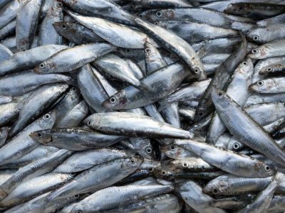 صید کیلکا در گیلان ۳۵ درصد کاهش یافت