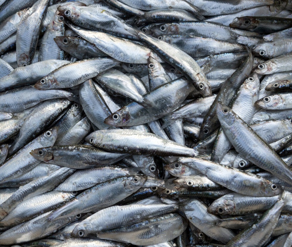 صید کیلکا در گیلان ۳۵ درصد کاهش یافت صید کیلکا در گیلان ۳۵ درصد کاهش یافت