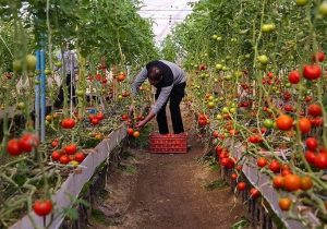 هشدار به کشاورزان گیلانی در پی بارندگی و کاهش دما